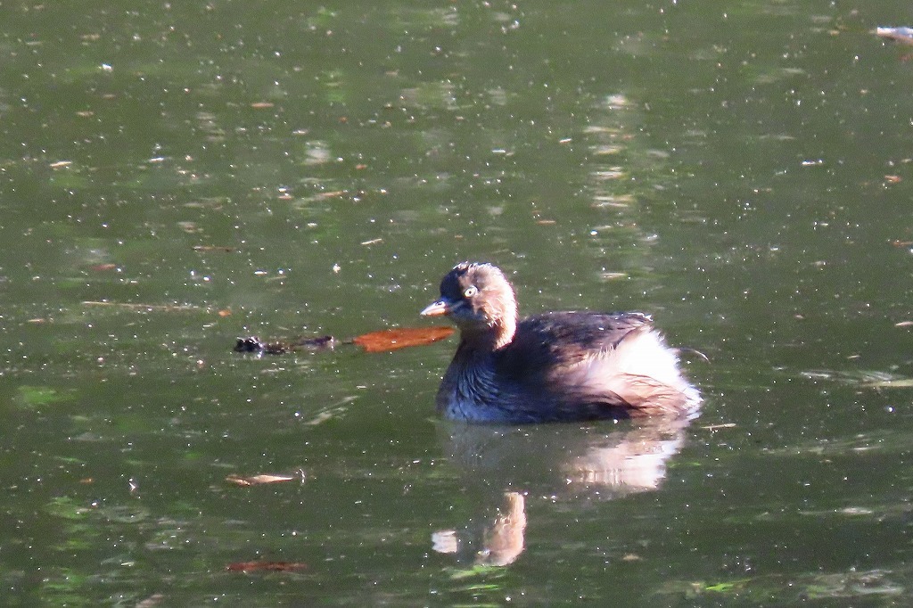 池のある公園で、ミコアイサなどを見物_b0236251_18293411.jpg