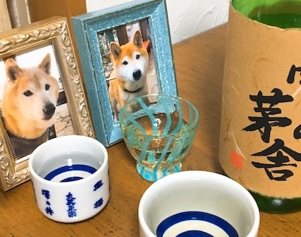 アトリエkotori のほほん柴犬日和 アトリエkotori のほほん柴犬日和