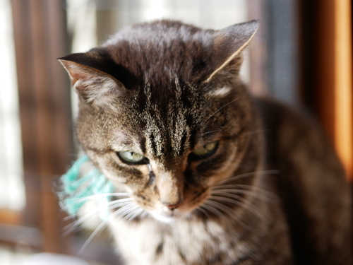 ねこくすーず5のナッツツリー首輪_f0054677_10002801.jpeg