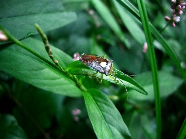 小山内裏公園の徘徊_d0088184_23403931.jpg