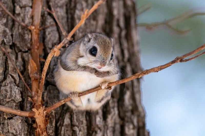 モモンガ祭り 北の大地で野鳥ときどきフライフィッシング