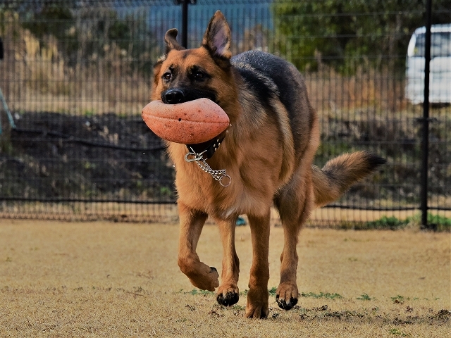 犬種の違い、くっきりと_d0360206_20462842.jpg