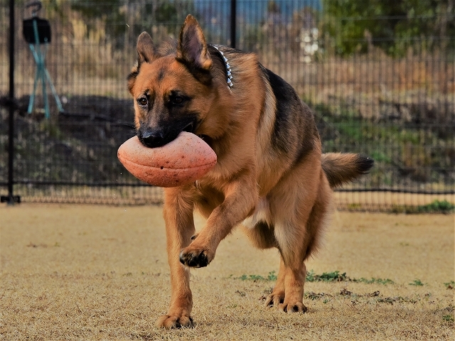 犬種の違い、くっきりと_d0360206_20463294.jpg