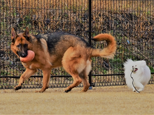 犬種の違い、くっきりと_d0360206_20464420.jpg