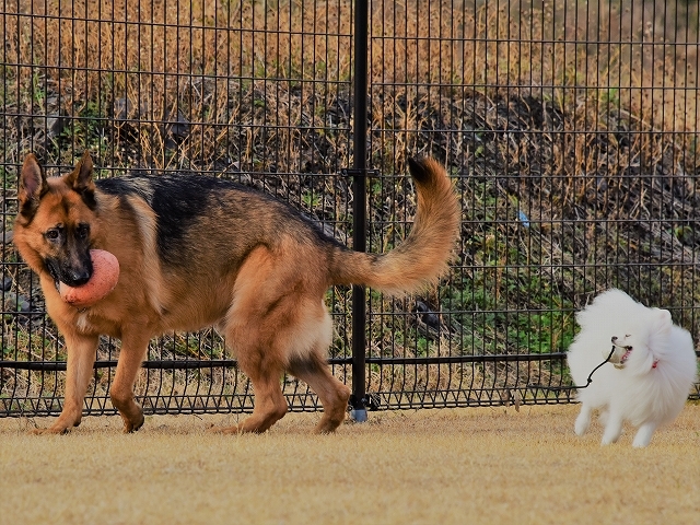 犬種の違い、くっきりと_d0360206_20464708.jpg