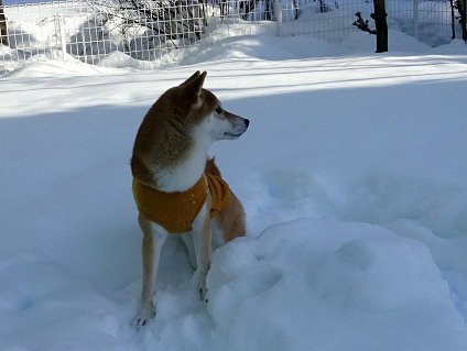 雪の山_d0395106_18224430.jpg