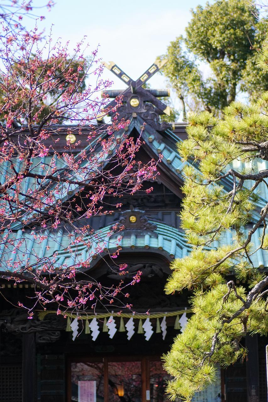 品川・荏原神社の寒緋桜開花！_b0225108_18341460.jpg