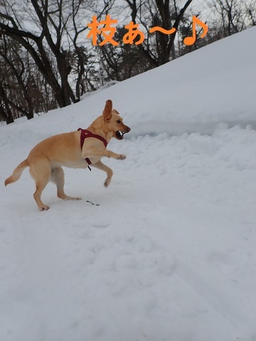 今年もスパイク de 散歩。_c0182012_12470433.jpg