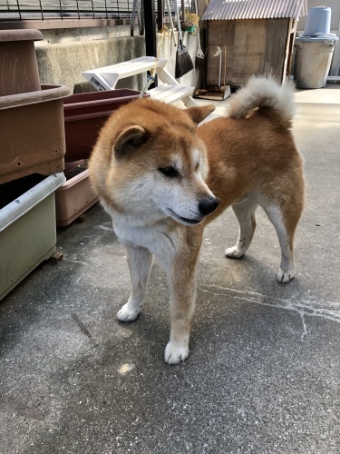 予算委員会_d0184114_20491250.jpeg