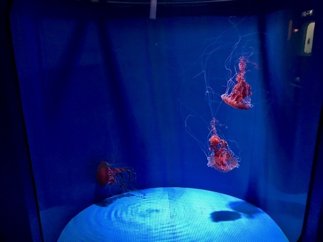 寂しがりのイルカ。──「のとじま水族館」(冬の北陸ドライブ旅行 その10)_d0352022_18273104.jpg