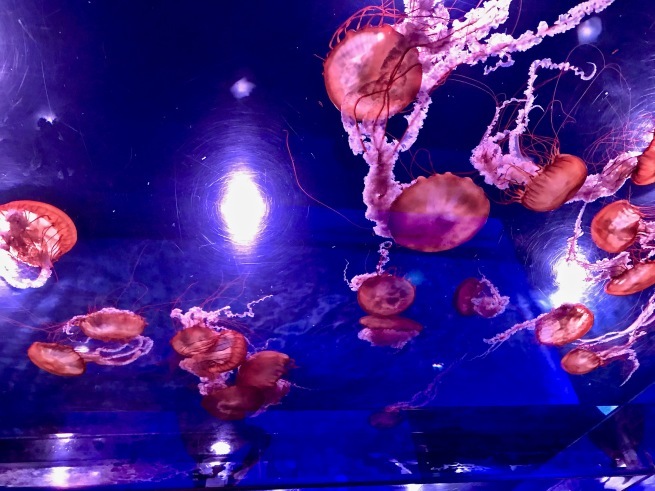 寂しがりのイルカ。──「のとじま水族館」(冬の北陸ドライブ旅行 その10)_d0352022_18273742.jpg