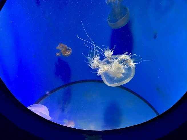 寂しがりのイルカ。──「のとじま水族館」(冬の北陸ドライブ旅行 その10)_d0352022_18274468.jpg