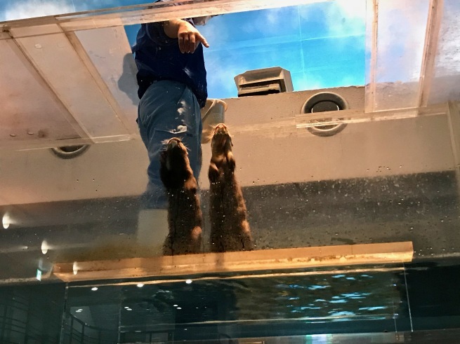 寂しがりのイルカ。──「のとじま水族館」(冬の北陸ドライブ旅行 その10)_d0352022_18281014.jpg