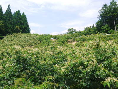 令和3年の栗名人の『美玖里(みくり)』の販売に向け、現在の様子を現地取材(剪定後の様子)_a0254656_17413072.jpg