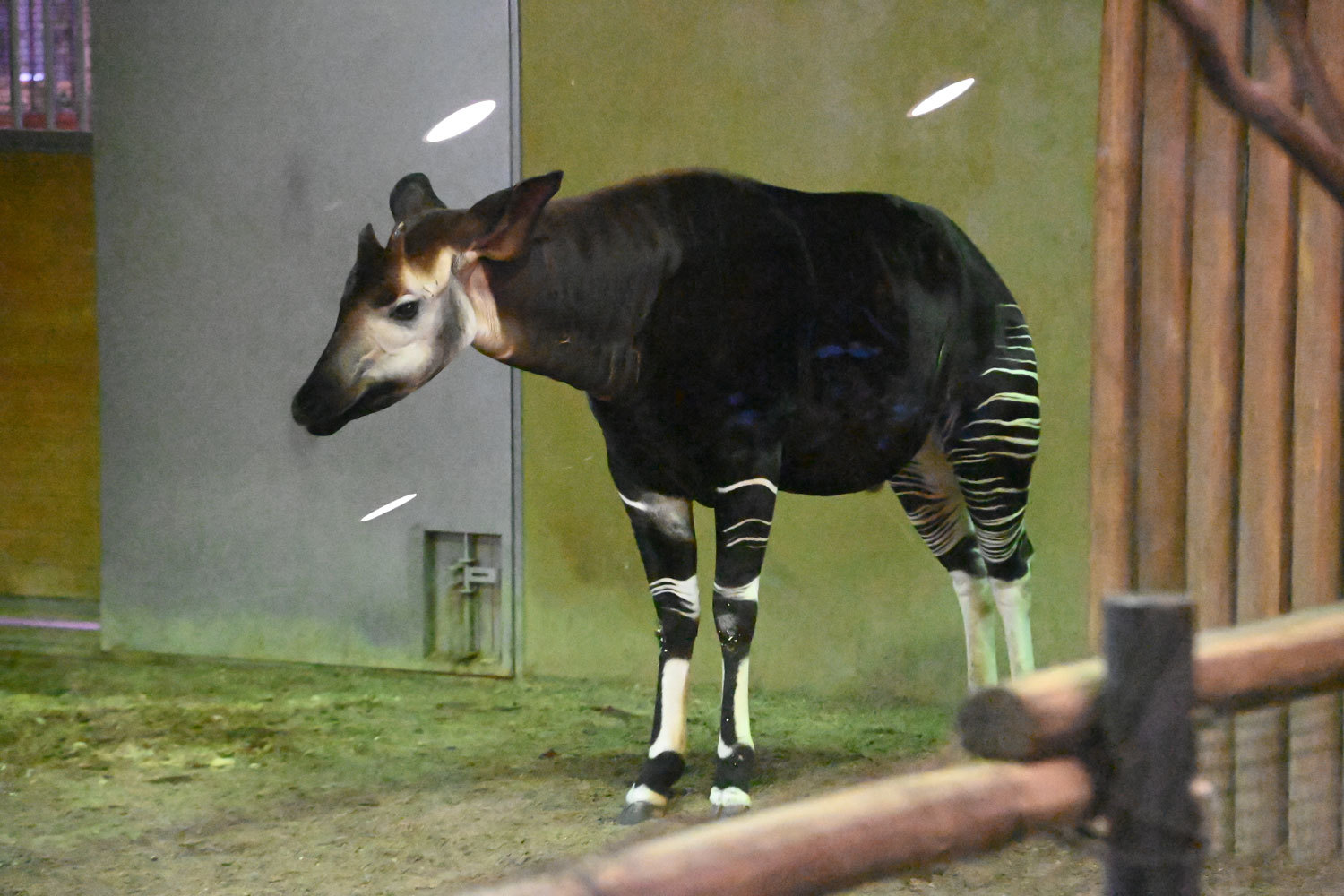 オカピ 動物園へ行こう