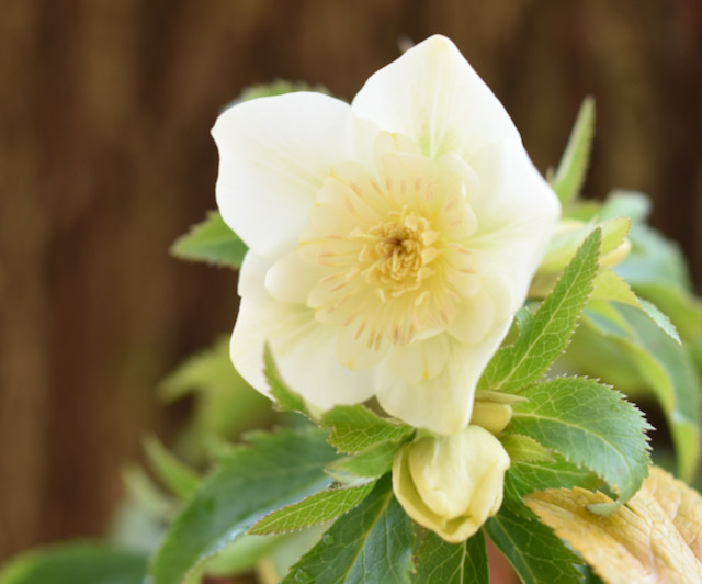 第1回 大木ナーサリー クリスマスローズ販売！ : 咲季山草軒