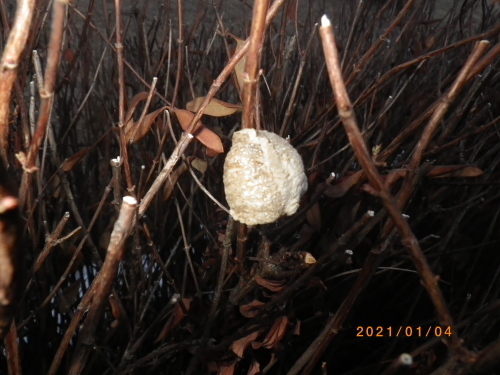 オオ カマキリ_e0290580_21221112.jpg