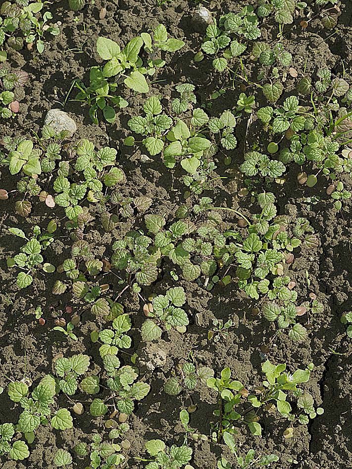 雑草の芽生えの名前当てクイズ_d0163696_13441438.jpg