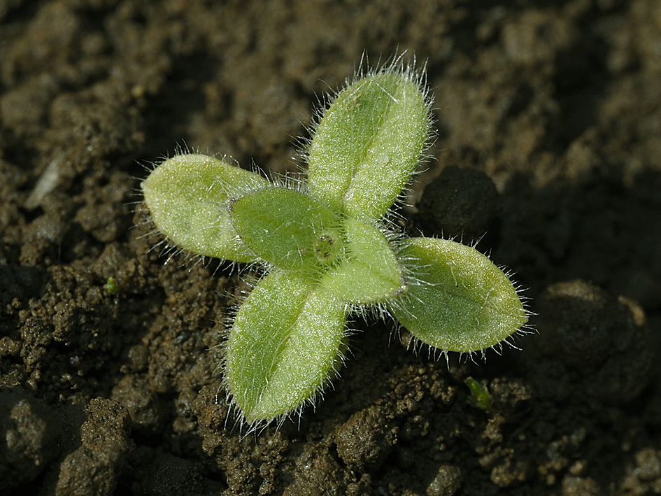 雑草の芽生えの名前当てクイズ_d0163696_13442557.jpg