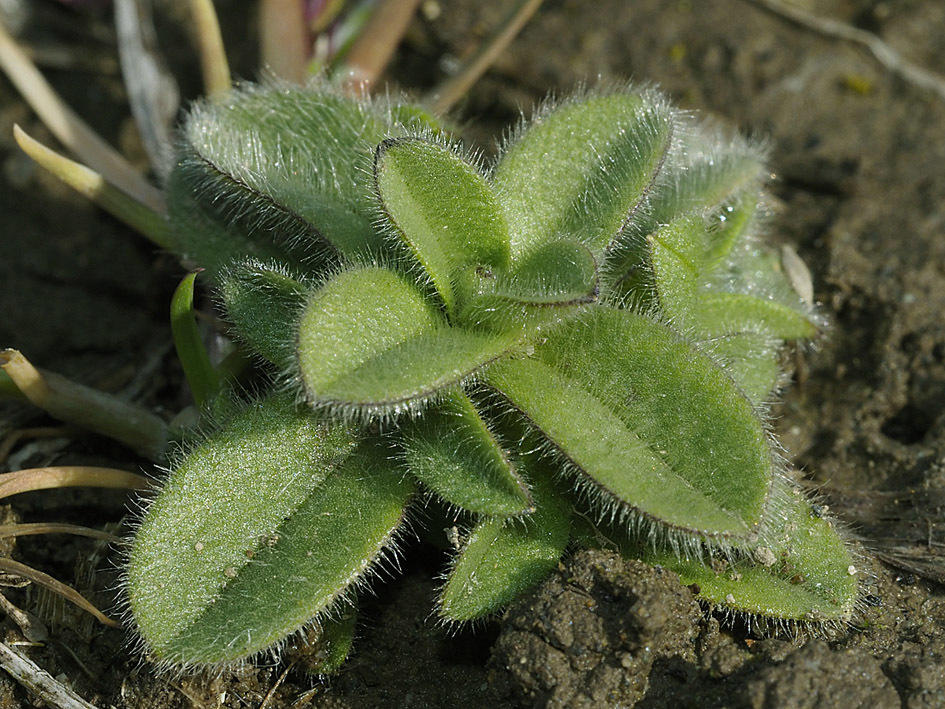 雑草の芽生えの名前当てクイズ_d0163696_13443106.jpg