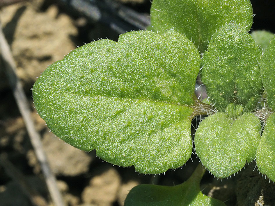雑草の芽生えの名前当てクイズ_d0163696_13450154.jpg