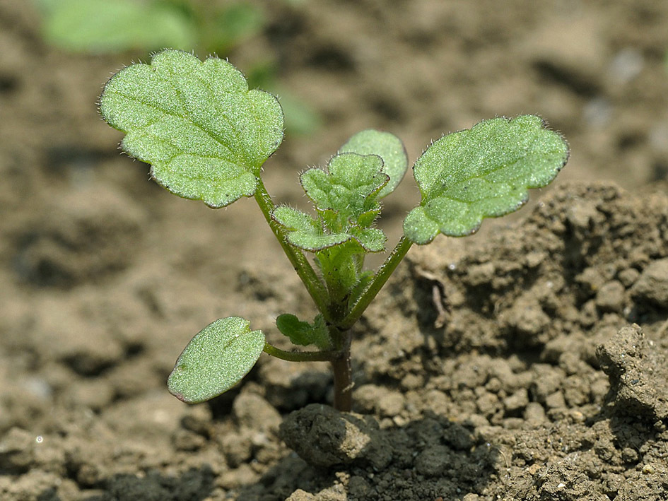 雑草の芽生えの名前当てクイズ_d0163696_13452831.jpg