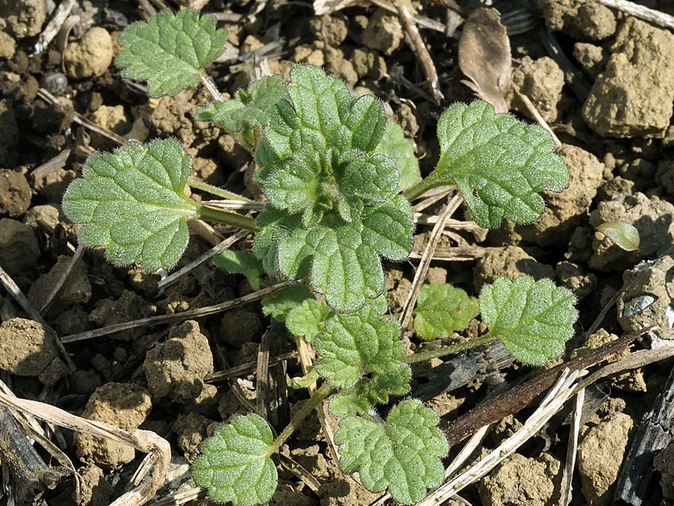 雑草の芽生えの名前当てクイズ_d0163696_13453637.jpg