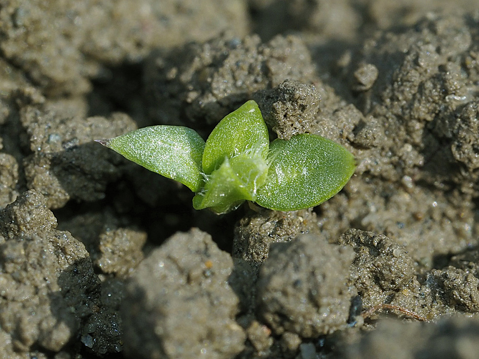 雑草の芽生えの名前当てクイズ_d0163696_13455029.jpg