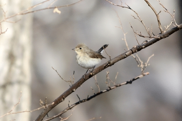 ニシオジロビタキ ｉｎ 八王子 野山の住認たち ４