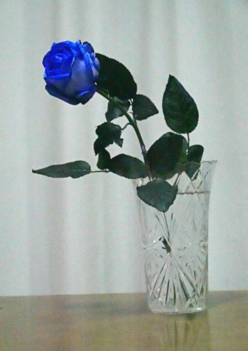 あおい薔薇 イーハトーブ ガーデン