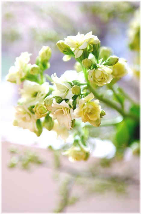 今週の花 Less Is More