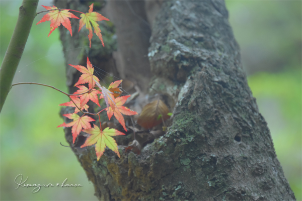 2020年のキオク・10月の山歩き⑥**近場の里山を歩く_b0197639_15244651.jpg