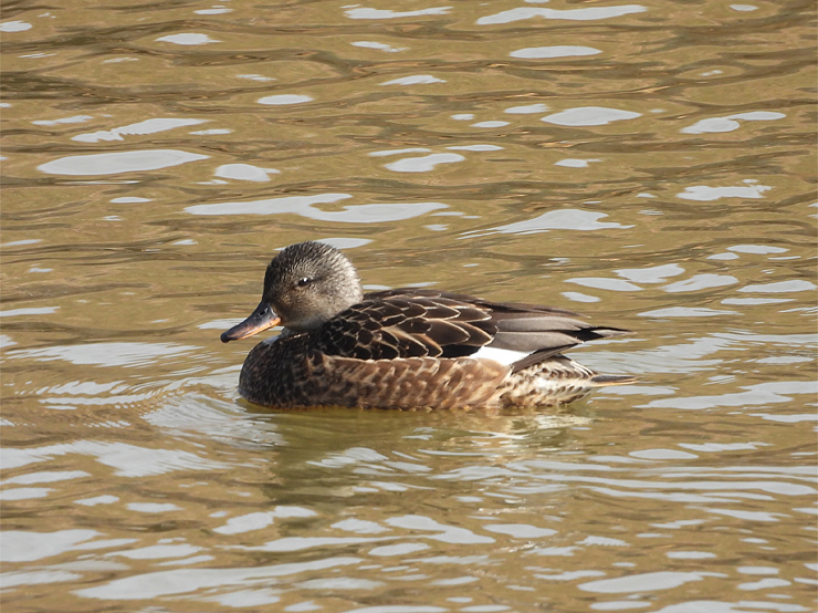 宍道湖西岸の水鳥_f0214649_18552649.jpg