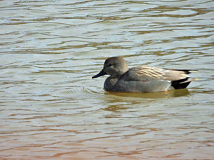 宍道湖西岸の水鳥_f0214649_18570785.jpg