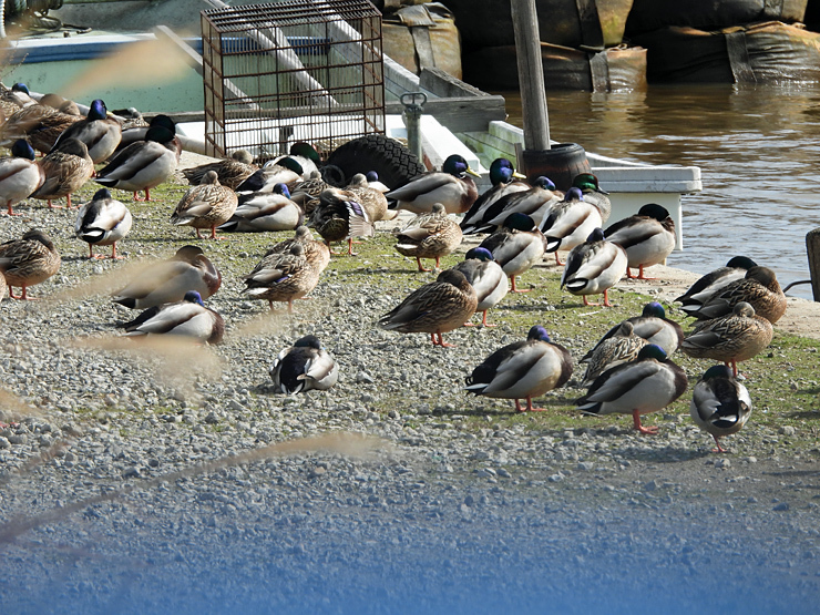 宍道湖西岸の水鳥_f0214649_18574162.jpg