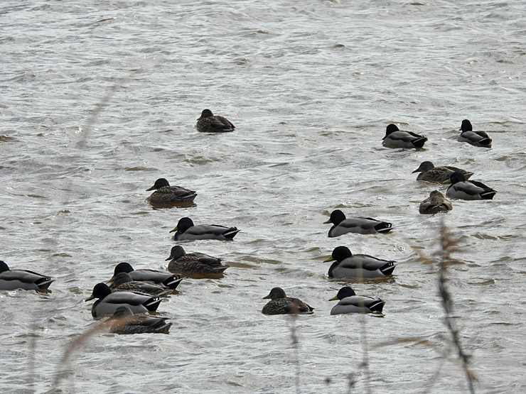宍道湖西岸の水鳥_f0214649_18574831.jpg