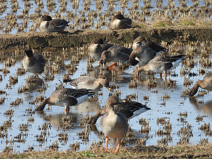 宍道湖西岸の水鳥_f0214649_19330231.jpg