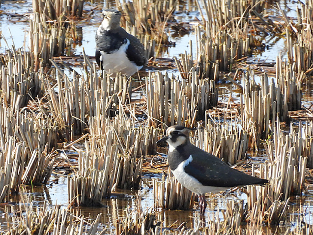 宍道湖西岸の水鳥_f0214649_19334496.jpg