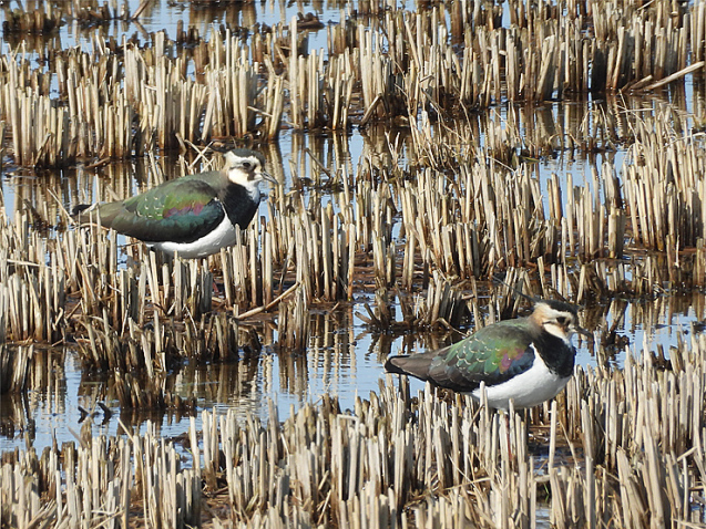 宍道湖西岸の水鳥_f0214649_19343990.jpg