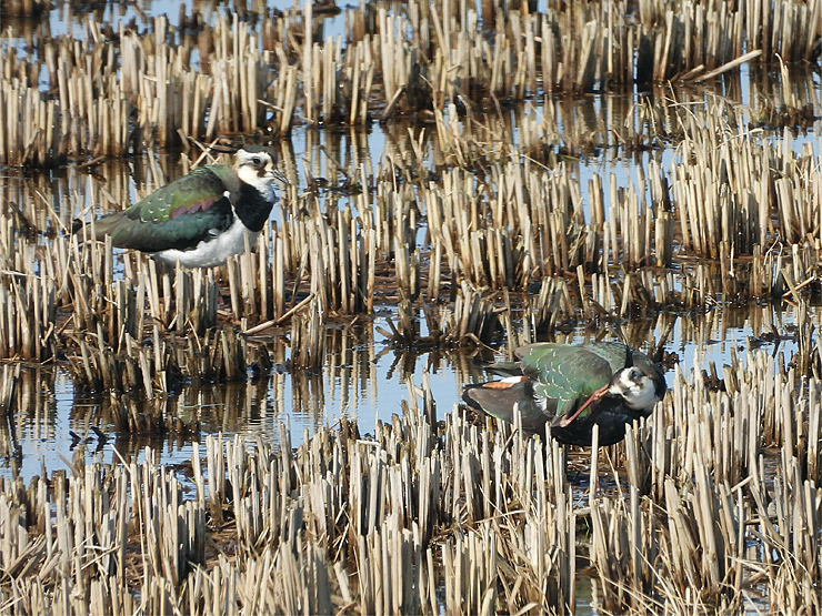 宍道湖西岸の水鳥_f0214649_19345939.jpg