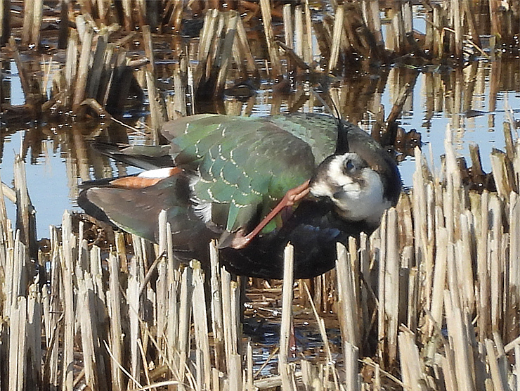 宍道湖西岸の水鳥_f0214649_19351293.jpg