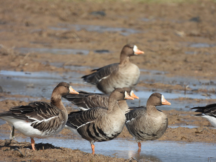 宍道湖西岸の水鳥_f0214649_19360617.jpg