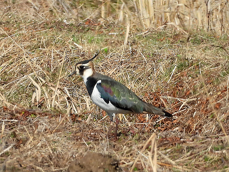 宍道湖西岸の水鳥_f0214649_19362994.jpg