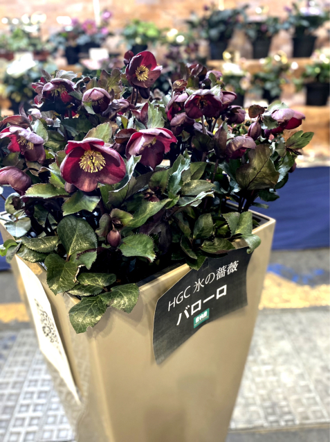 クリスマスローズ 花温 の花話