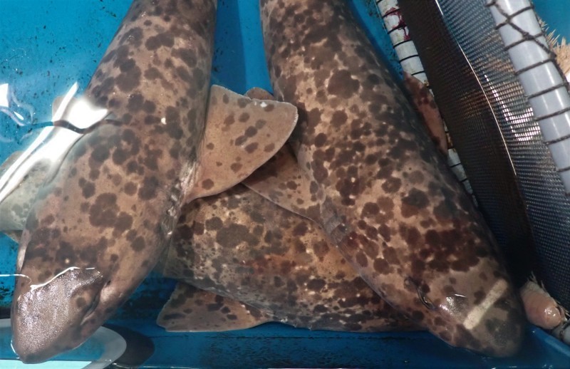 竹島水族館スタッフブログ
