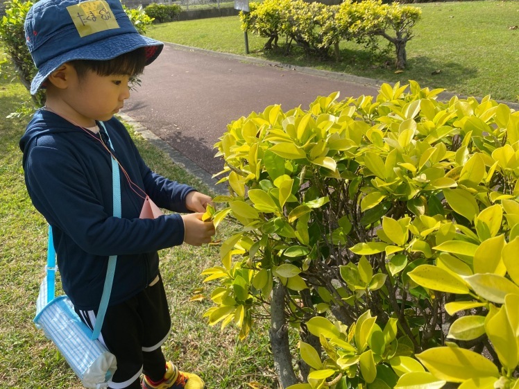 青空ようちえん〔平日〕公園を抜けていろいろな木の実や葉っぱで遊び、海辺ではウミガメにも出会った!(1/27) #中城村 #幼児_d0363878_19411040.jpg