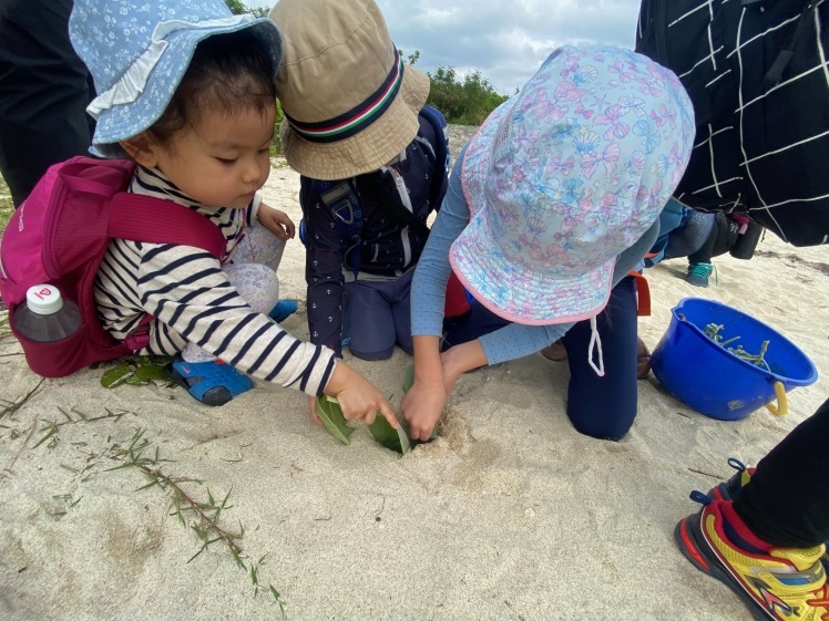 青空ようちえん〔平日〕公園を抜けていろいろな木の実や葉っぱで遊び、海辺ではウミガメにも出会った!(1/27) #中城村 #幼児_d0363878_19430314.jpg