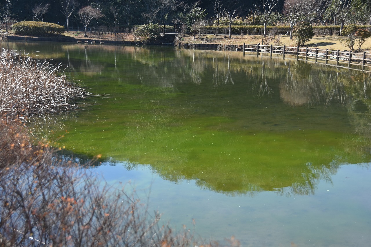 光の丘水辺公園 ひだまりの水辺 素顔のままで 光の丘水辺公園 ひだまりの水辺 素顔のままで