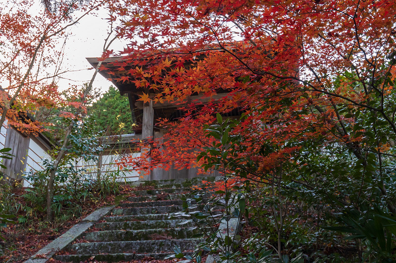 2020紅葉きらめく京都　和束正法寺の散り光景_f0155048_23151917.jpg