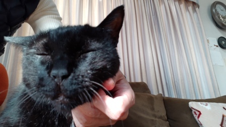 むふ 猫と理子と